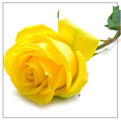 Learn how to draw a rose with this step by step tutorial.