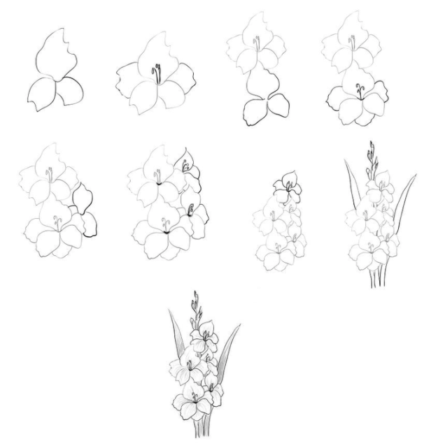 gladiolus-babulka