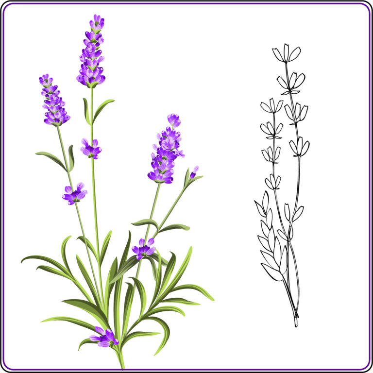 how to draw lavender