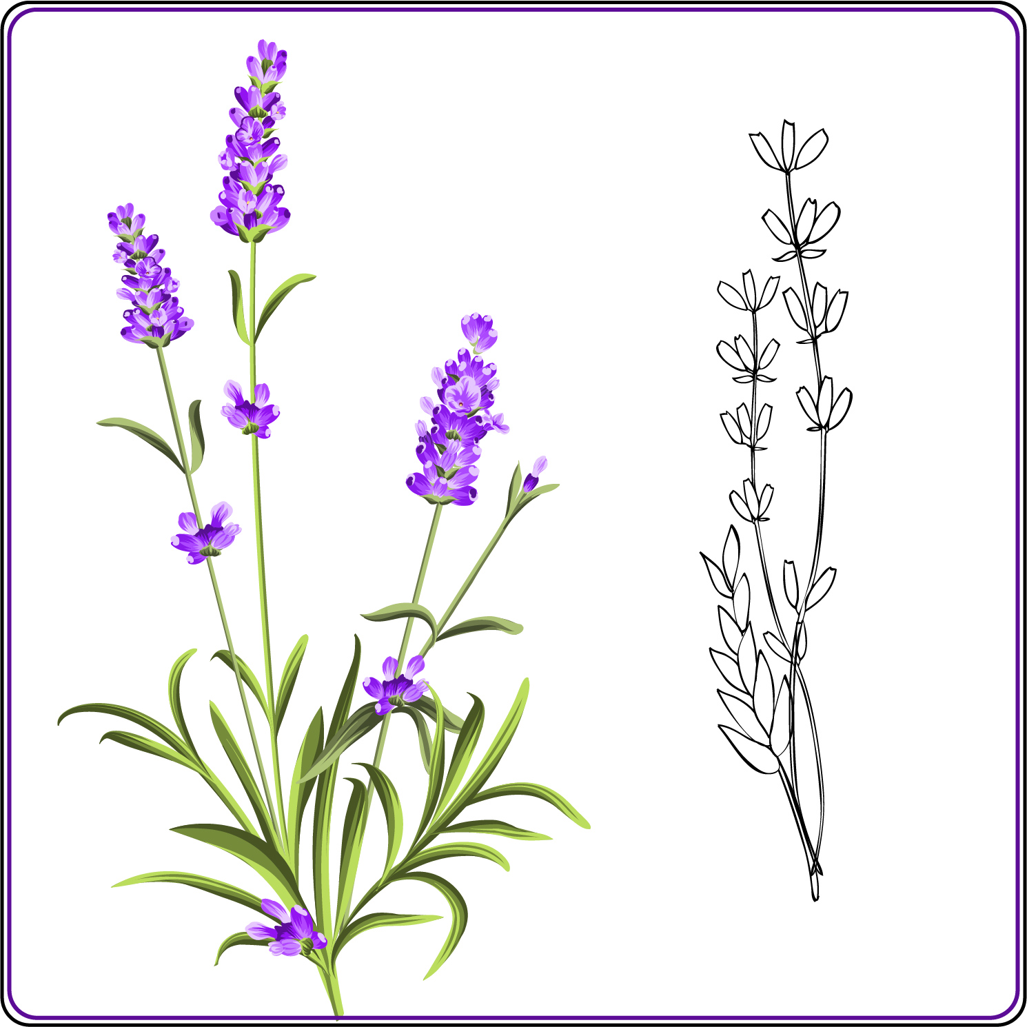 how to draw lavender plant howtodrawbodiesstepbystepgirls